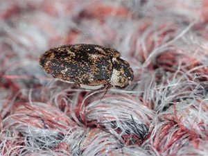 Carpet Beetle